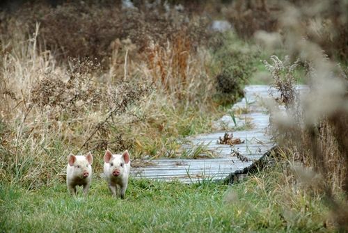 我們的環(huán)境會(huì)好嗎？——“數(shù)說(shuō)”大氣、水、土壤污染防治三大戰(zhàn)役